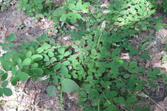 Desmodium heterocarpon var. strigosum